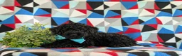 Miniature Poodle dogs for sale: Daeg - Ad 4