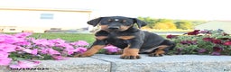Doberman Pinscher dogs for sale: Flora   - Ad 19