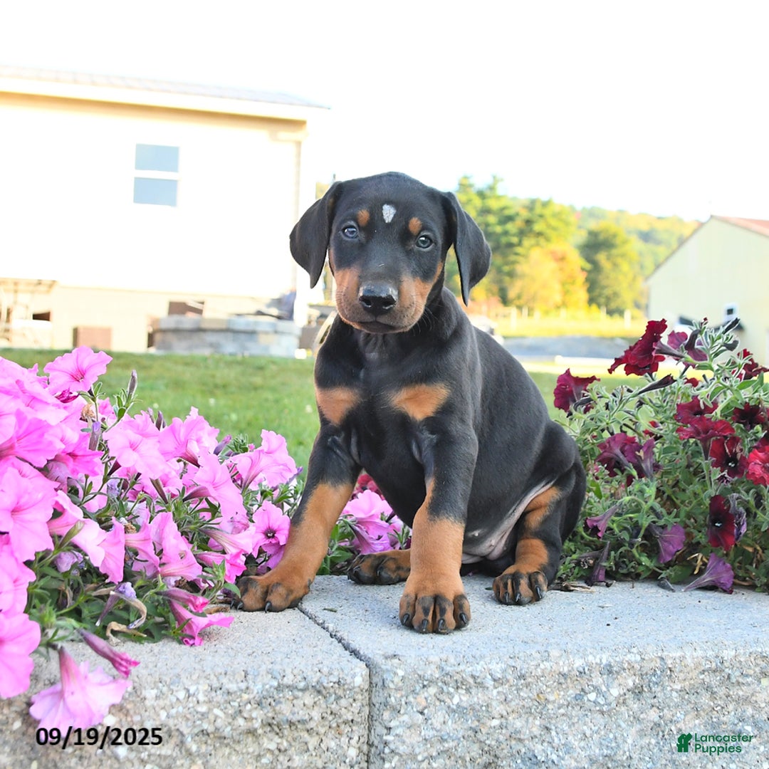 Doberman Pinscher dogs for sale: Flora   - Ad 19