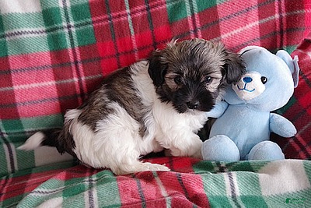 Havanese dogs for sale: Havanese Puppy 1 - Ad 3