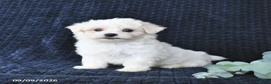 Tessie