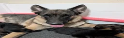 German Shepherd dogs for sale: Kieser - Ad 5
