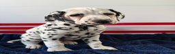 Dalmatian dogs for sale: Tommy - Ad 4