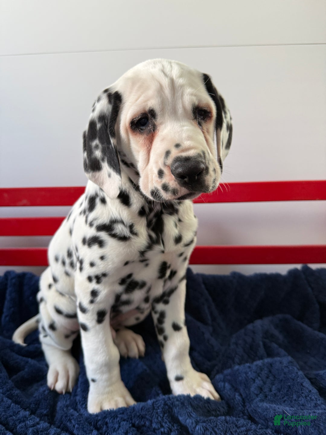 Dalmatian dogs for sale: Tommy - Ad 4