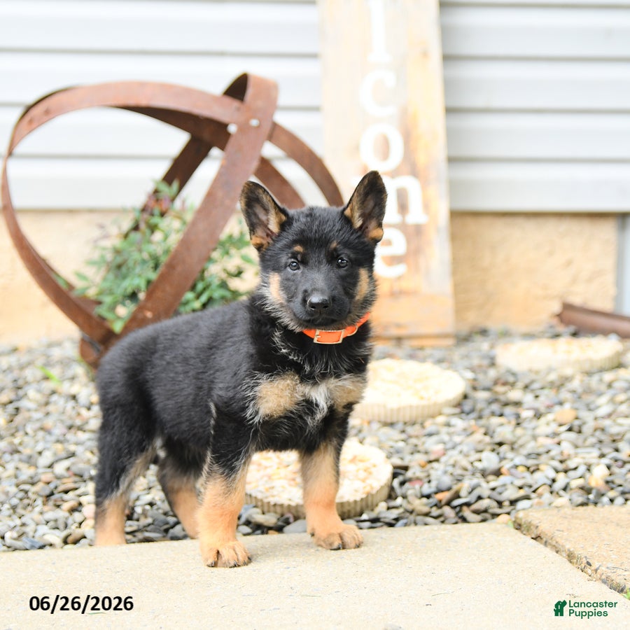 German Shepherd dogs Lacey - Ad 2