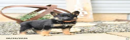 German Shepherd dogs for sale: Lacey - Ad 2
