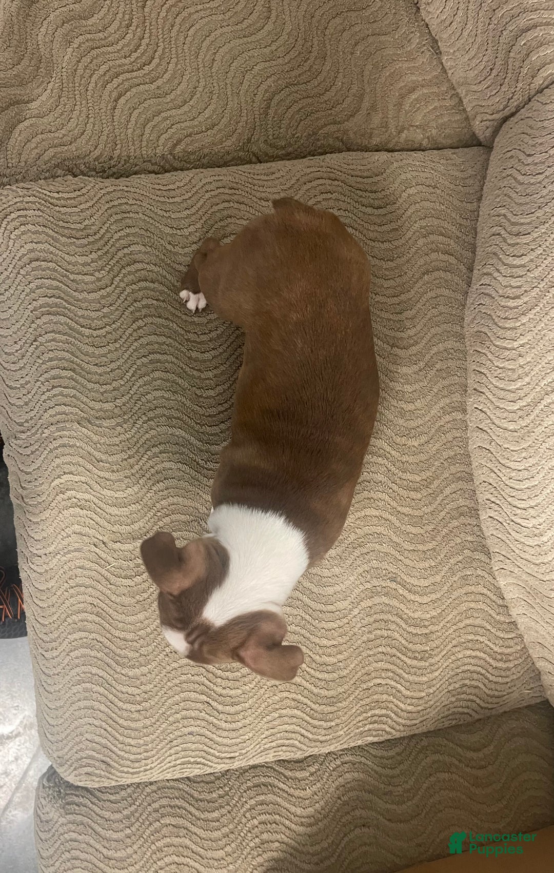 Boston Terrier dogs for sale: Olive - Ad 4