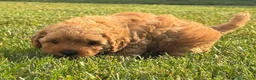 Miniature Labradoodle dogs for sale: Dolly - Ad 8
