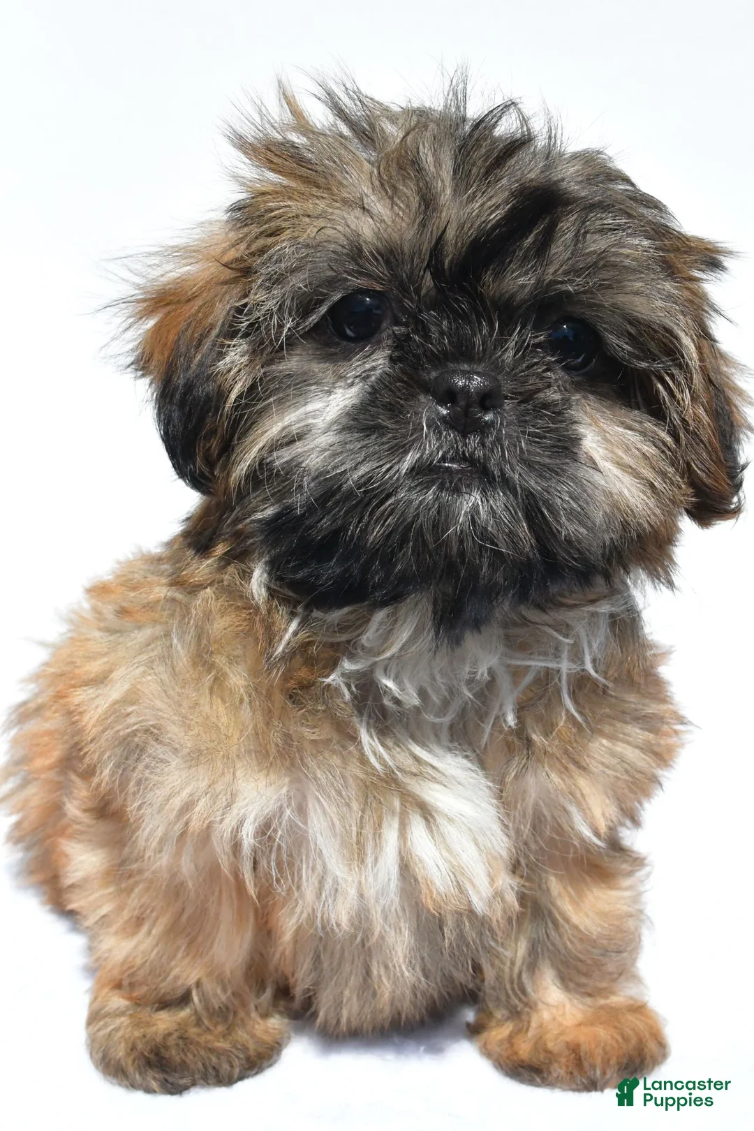 Shih Tzu dogs for sale: Violet - Ad 2