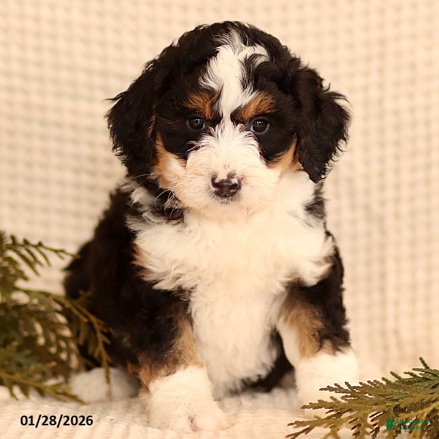 Mini Bernedoodle dogs Carly - Ad 12