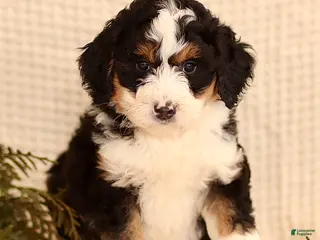 Mini Bernedoodle dogs Carly - Ad 12