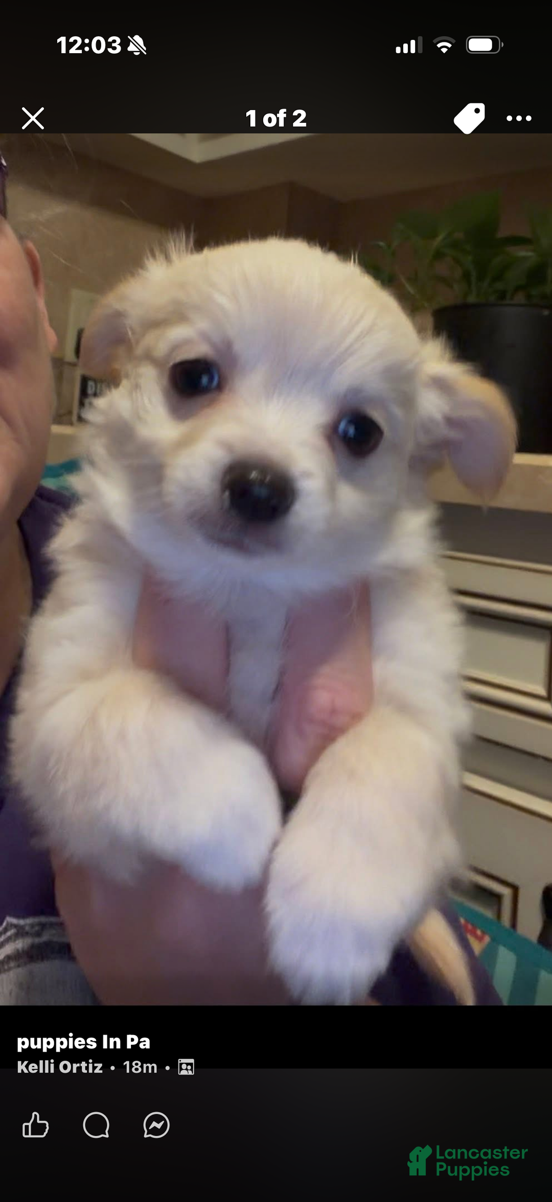 Chihuahua dogs for sale: Chihuahua Puppy 1 - Ad 5