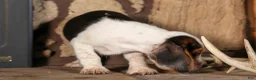 Beagle dogs for sale: Dillard🐾 - Ad 10