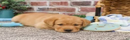 Labrador Retriever dogs for sale: Lucas  - Ad 7