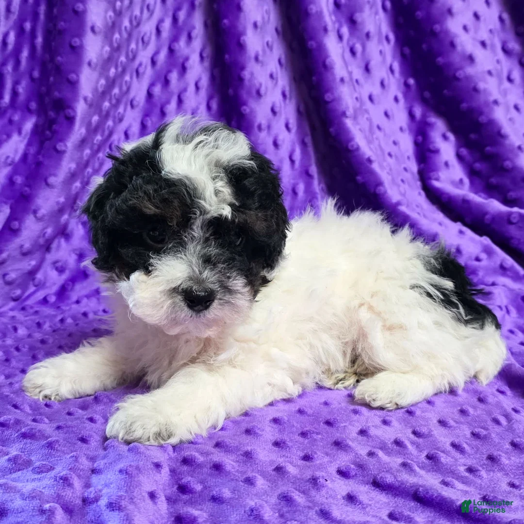 Standard Poodle dogs for sale: Elroy  - Ad 2