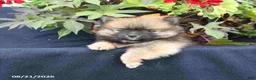 Pomeranian dogs for sale: Magnus - Ad 3