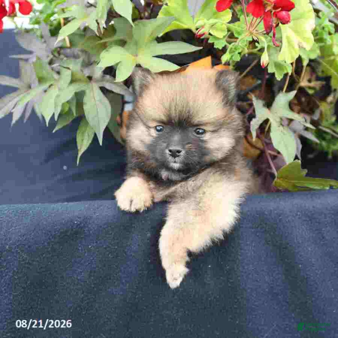 Pomeranian dogs for sale: Magnus - Ad 3