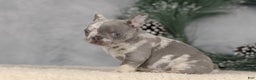 French Bulldog dogs for sale: Cindy - Ad 4