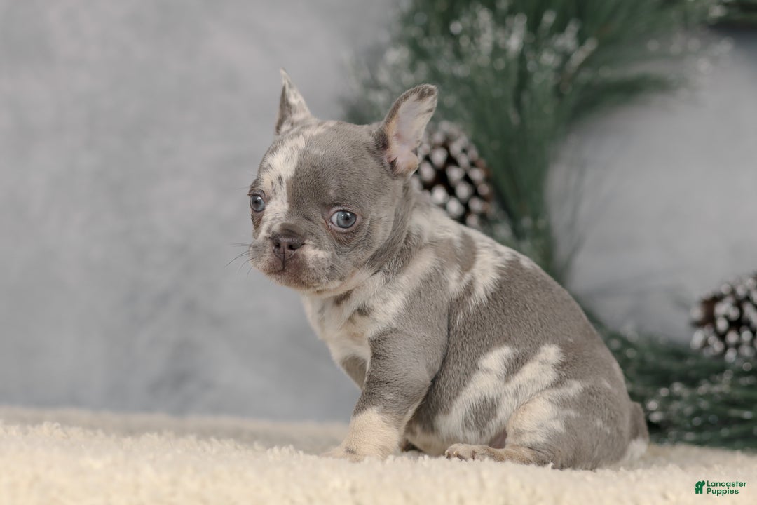 French Bulldog dogs for sale: Cindy - Ad 4