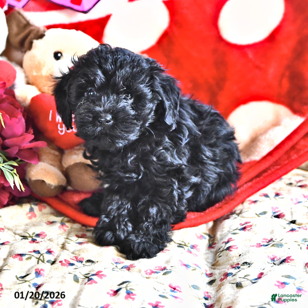 Miniature Poodle dogs for sale: Julian - Ad 2