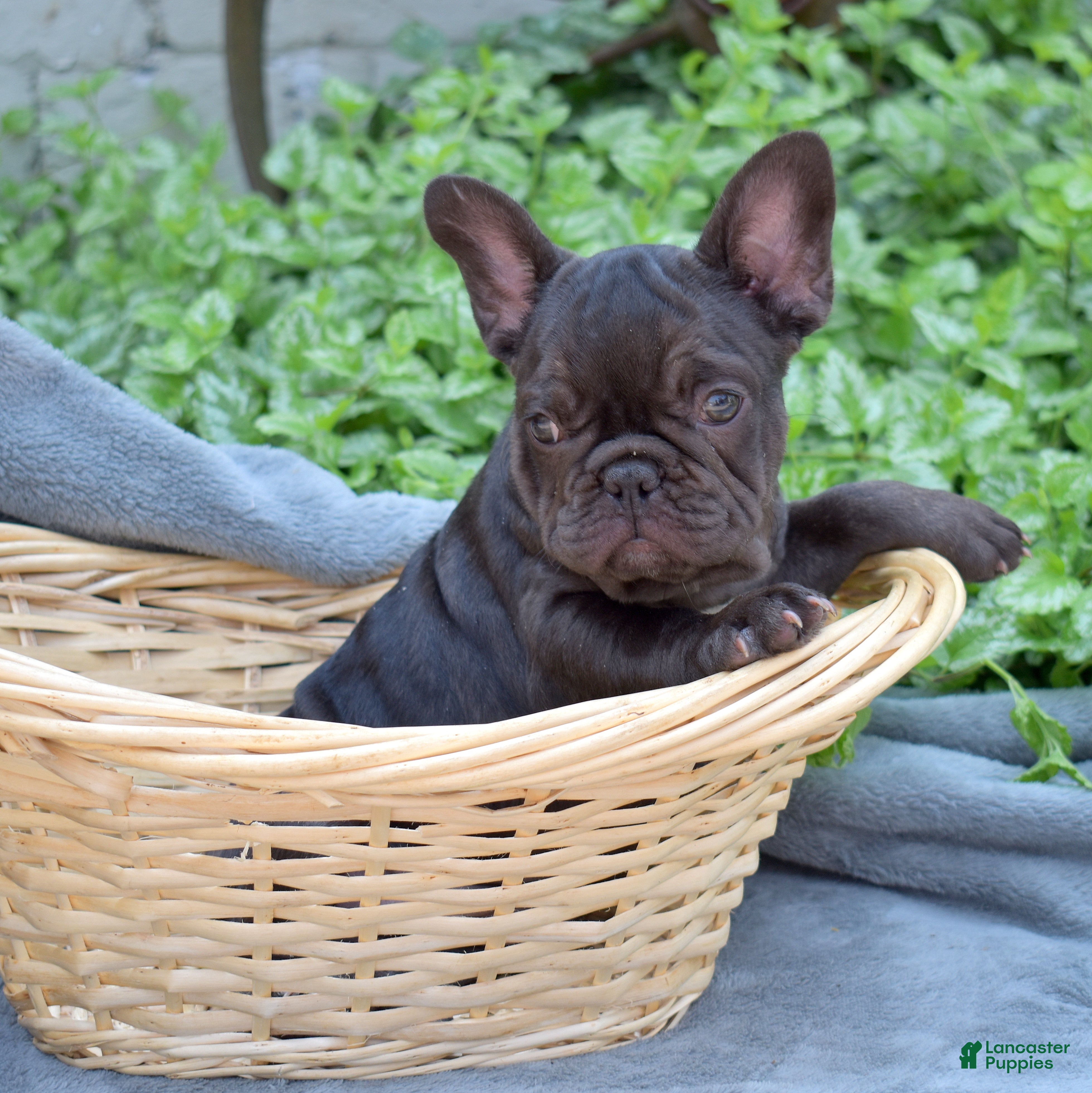 French Bulldog dogs Feta - Ad 1