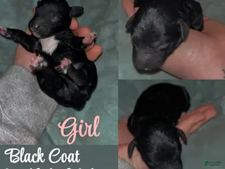 Labradoodle dogs Daisy - Ad 6