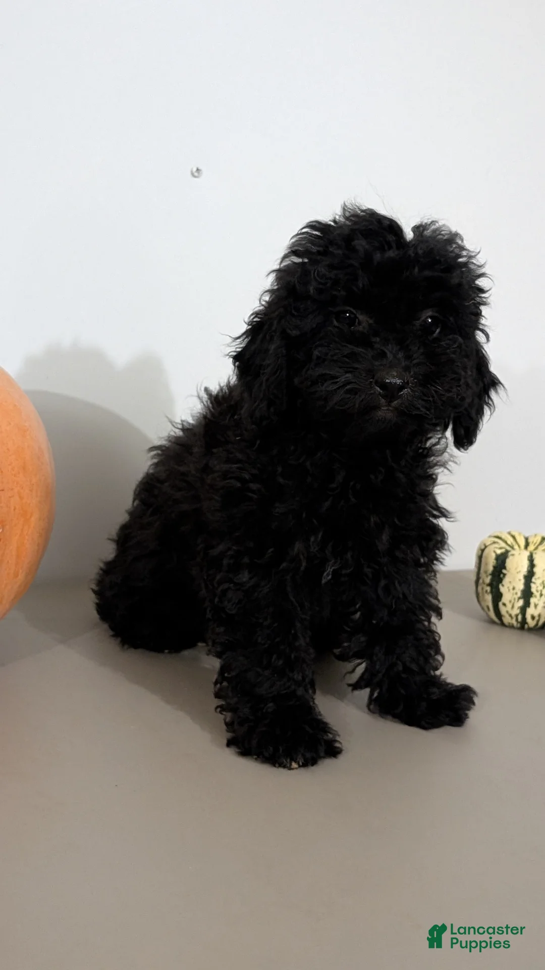Havapoo dogs for sale: Malia - Ad 2