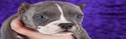 American Bully dogs for sale: Blue Brindle Female - Ad 7