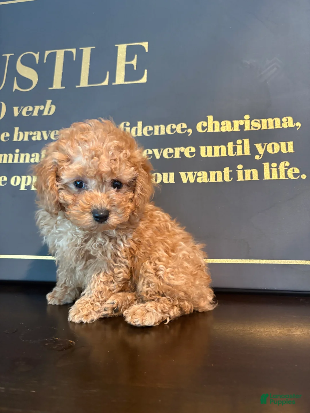 Mixed Breed dogs for sale: BERRY  - Ad 1