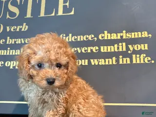 Mixed Breed dogs BERRY - Ad 16