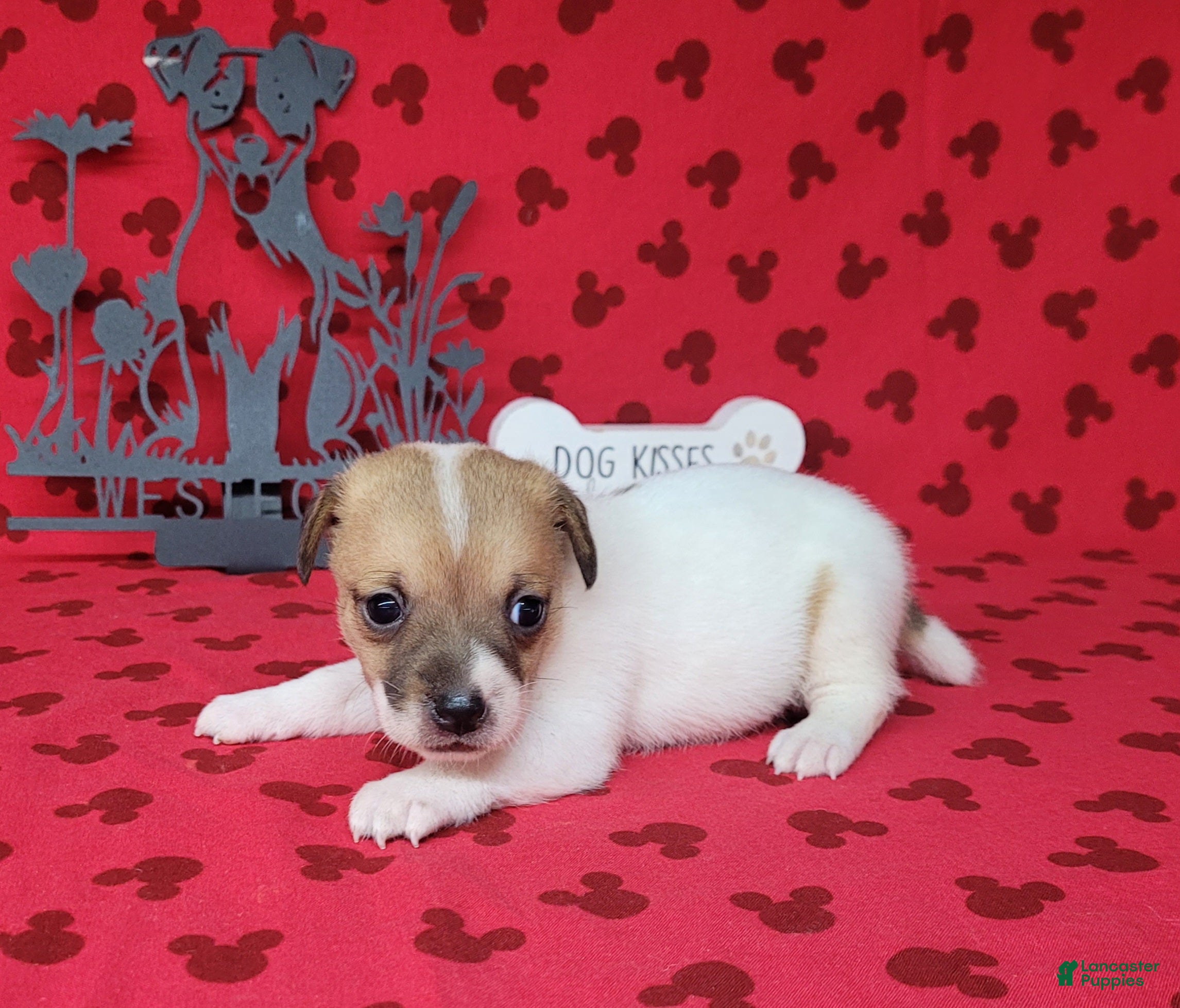 Jack Russell Terrier dogs CKC Tina Delivery Available  - Ad 1