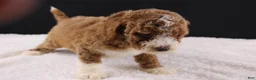 Mini Goldendoodle dogs for sale: Teddy - Ad 6
