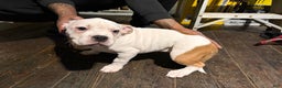 American Bully dogs for sale: American Bully Puppy 1 - Ad 1