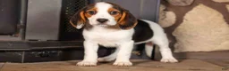 Beagle dogs for sale: Dottie🎀 - Ad 5