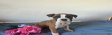 Soraya