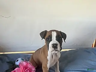 Boxer dogs for sale: Soraya - Ad 4