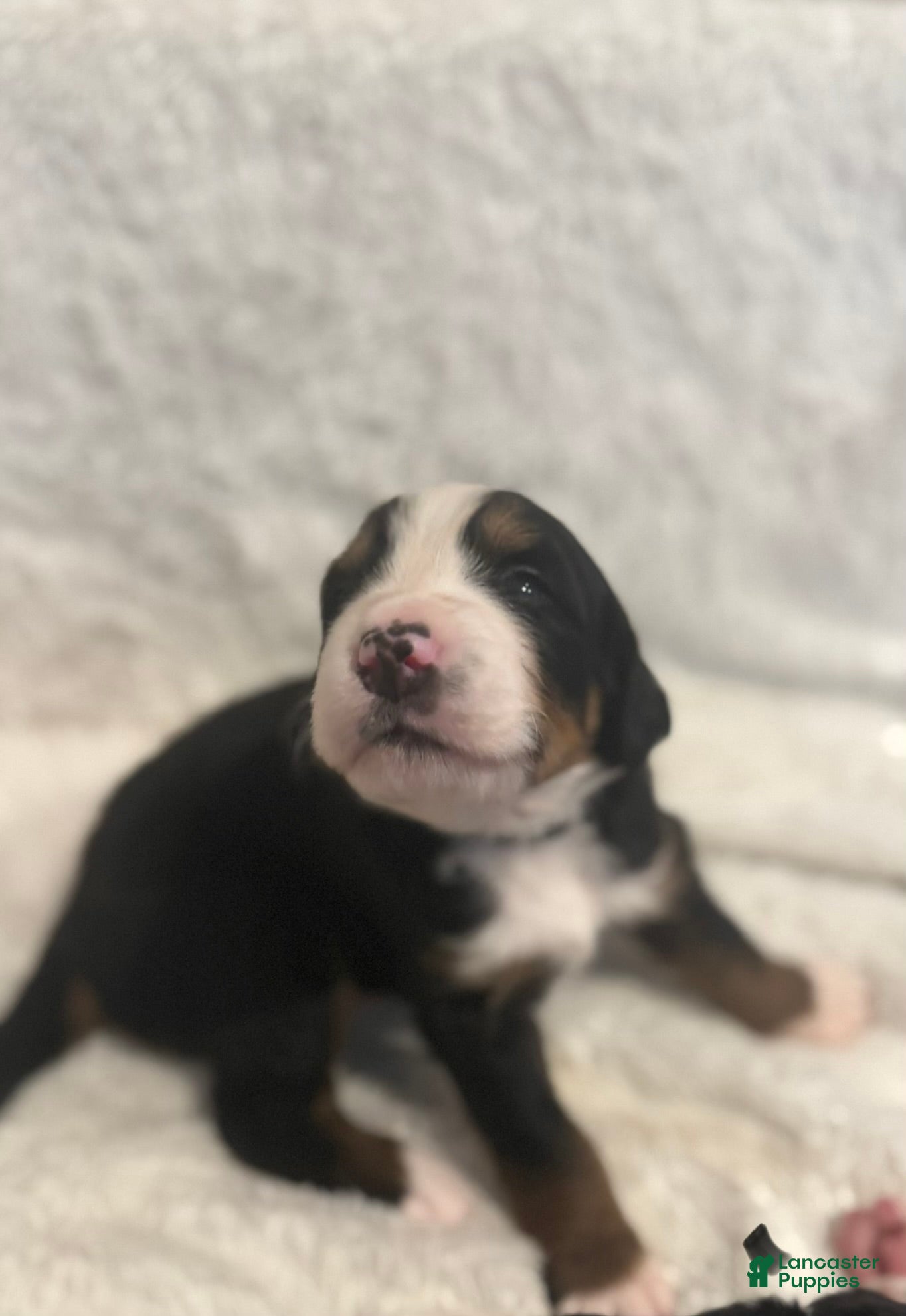 Bernese Mountain Dog dogs Black boy - Ad 2