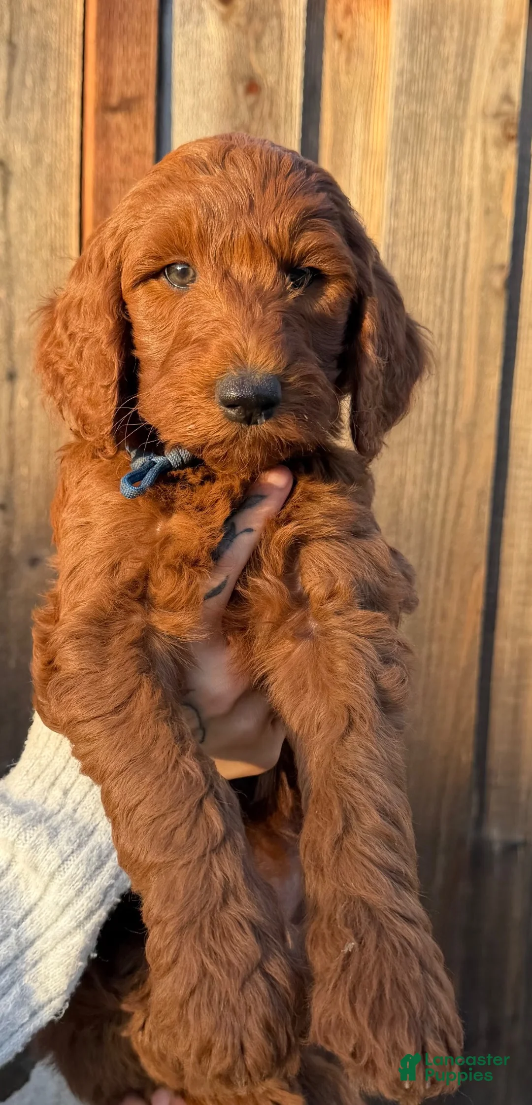 Goldendoodle dogs for sale: Goldendoodle 1 - Ad 1