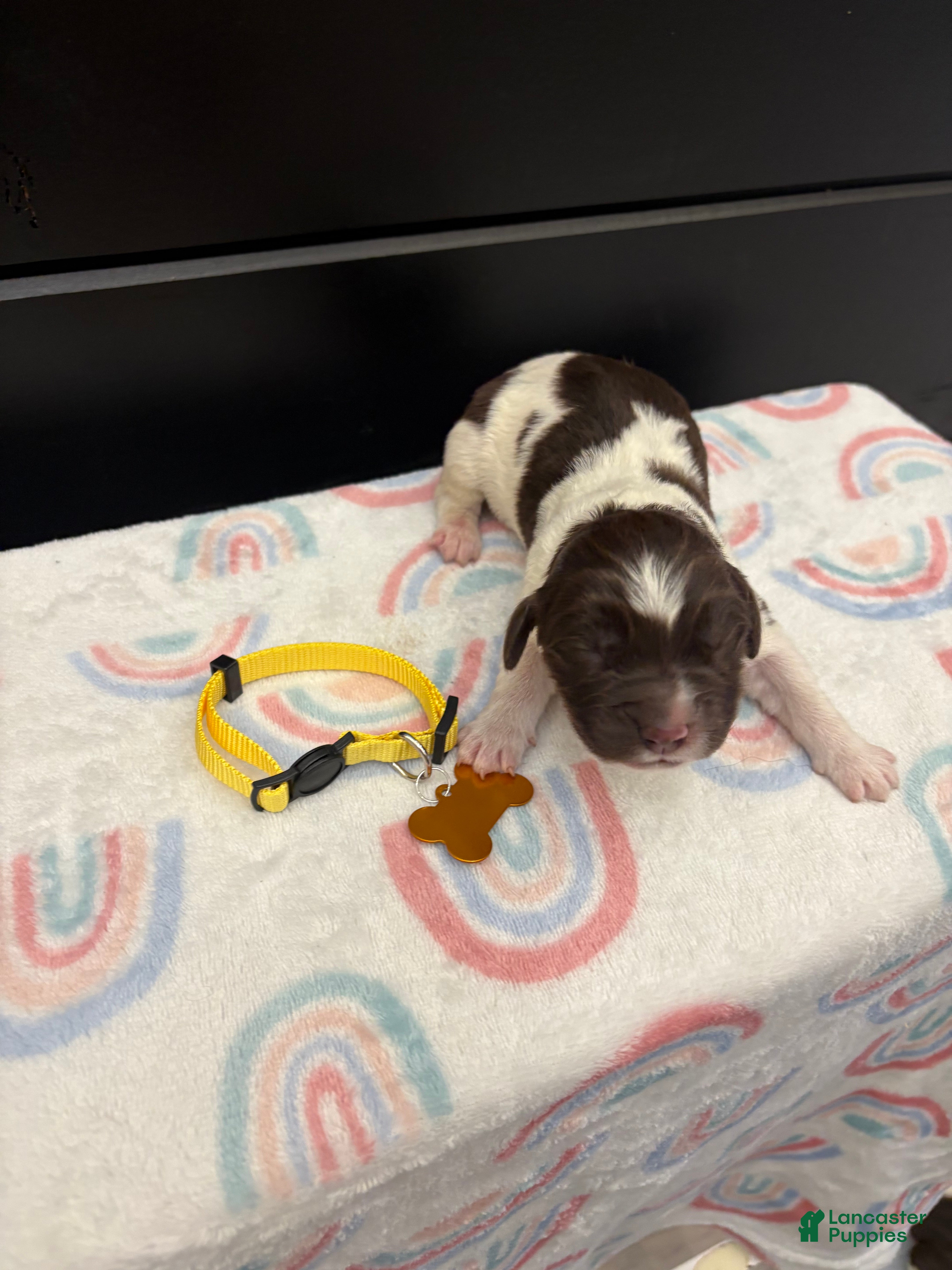 Newfoundland dogs Brooklyn  - Ad 26