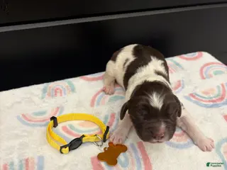 Newfoundland dogs Brooklyn - Ad 26