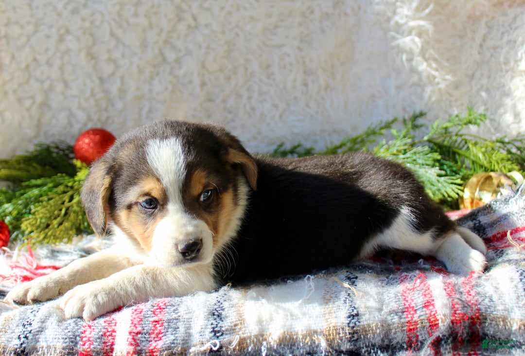 Mixed Breed dogs for sale: George - Ad 5