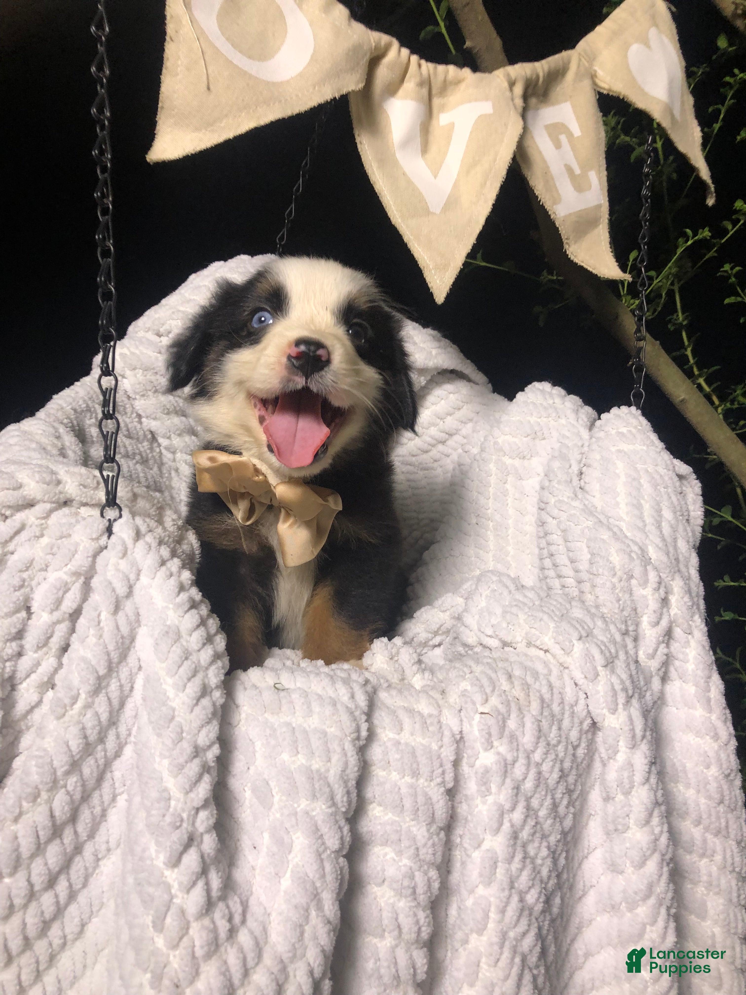 Australian Shepherd dogs Australian Shepherd 1 (Panda)  - Ad 25