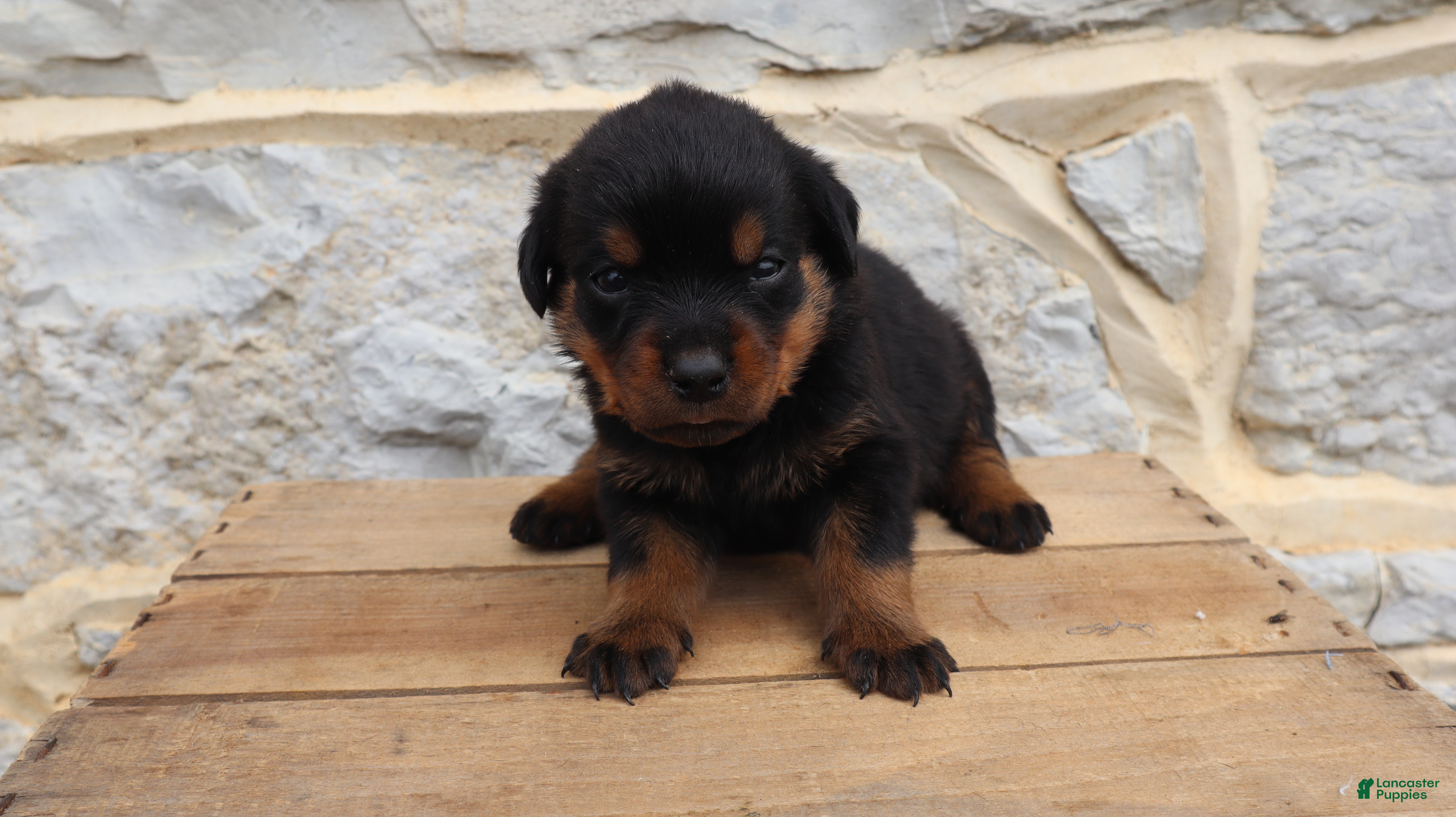 Rottweiler dogs Brooke - Ad 1