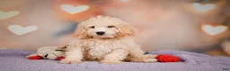 Cavapoo dogs for sale: pete - Ad 9