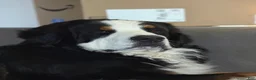 Bernese Mountain Dog dogs for sale: Bernese Mountain Dog Puppy 2 Mr gray - Ad 3