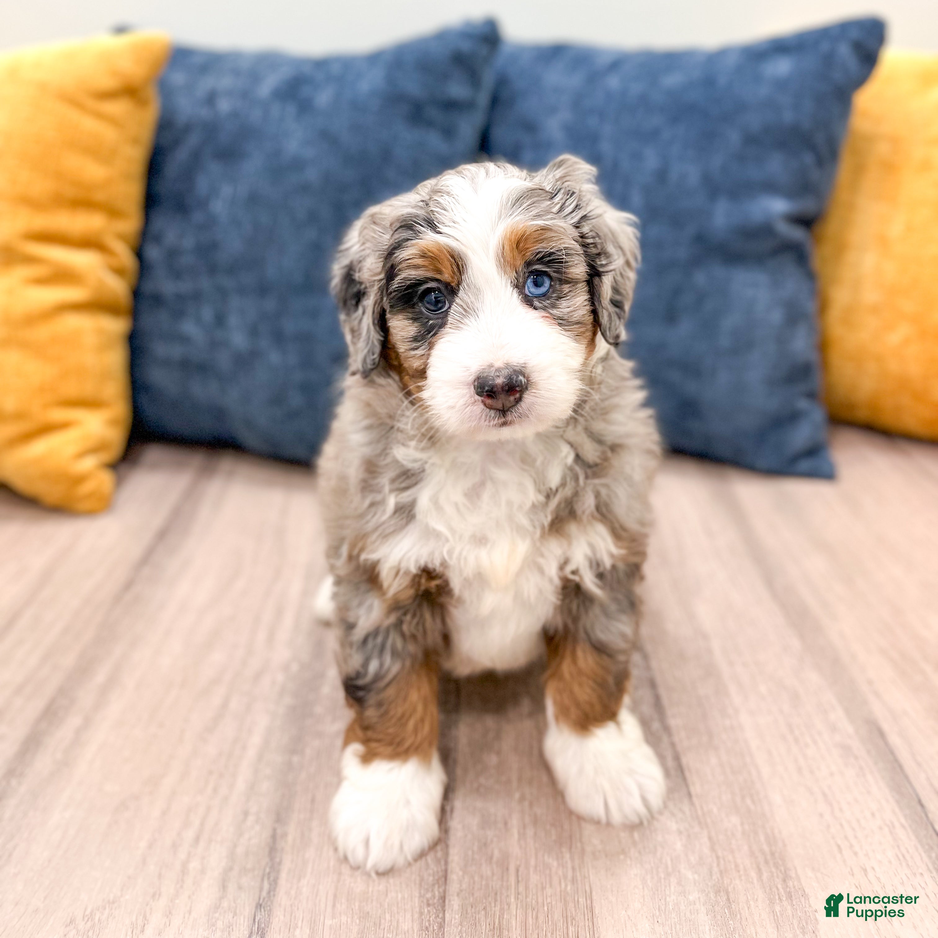 Mini Bernedoodle dogs Jenny - Ad 1