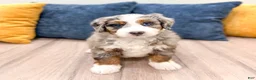 Mini Bernedoodle dogs for sale: Jenny - Ad 1