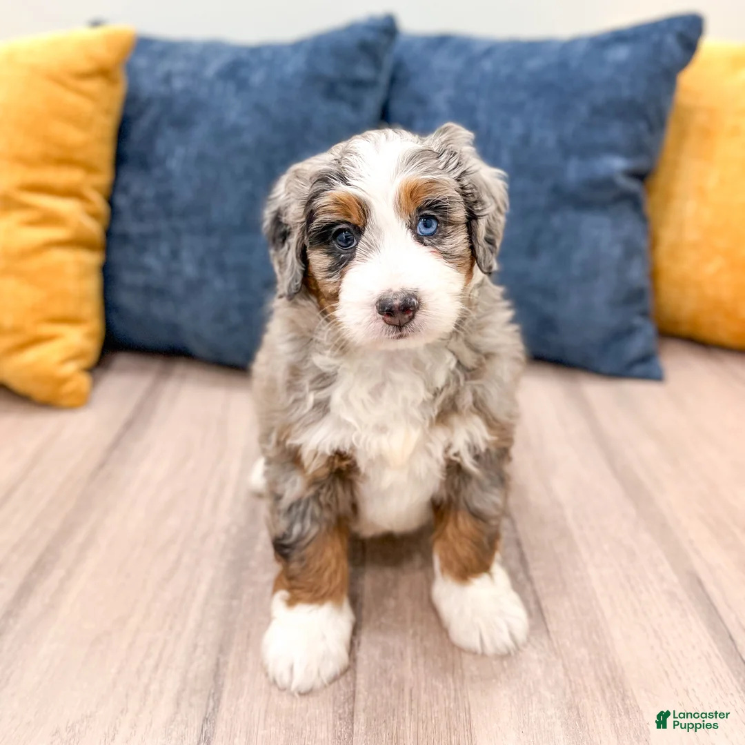 Mini Bernedoodle dogs for sale: Jenny - Ad 1