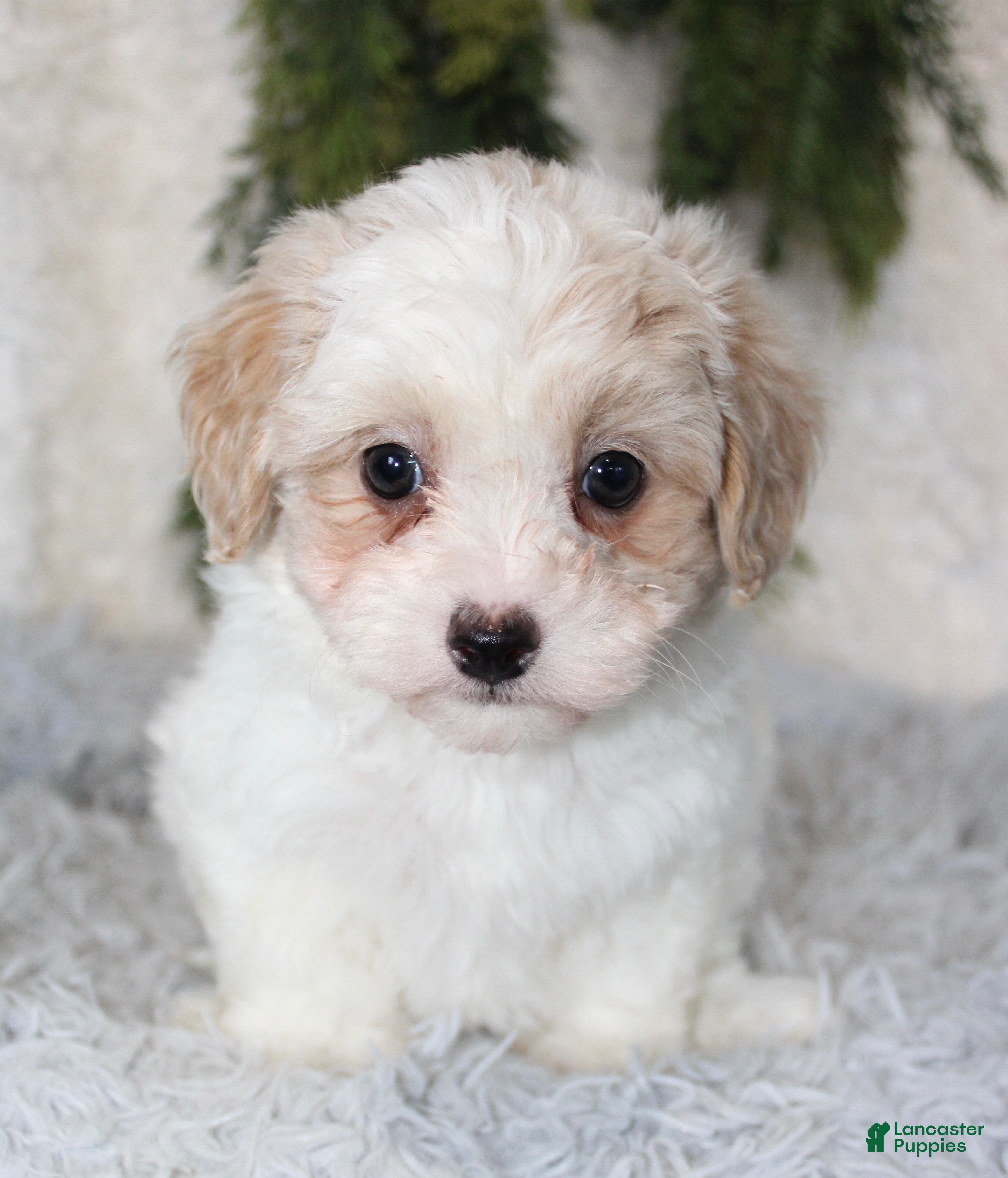 Maltipoo dogs for sale: Maltipoo 1 - Ad 9