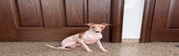 Italian Greyhound dogs for sale: Robbie - Ad 13